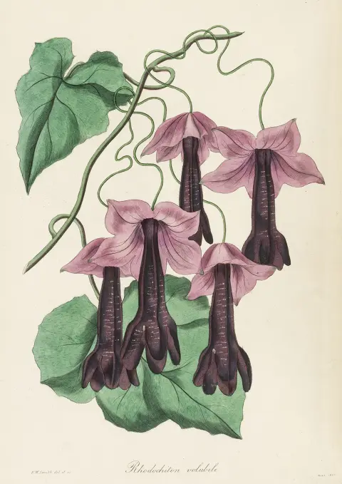 Biologi - Botanik – Paxton, Joseph. Magazine of Botany. Bind 2-12 (af 16) i 11. Med 508 (20 dobbeltsides) stukkede eller litograferede tavler…