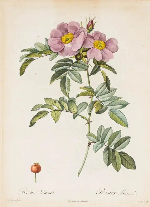 ca. 35,5 x 26 cm. Nissen 1599 - Pritzel 7455. - Smuk samling med 15 pragtfulde farvestik, deriblandt: Rosa Indica acuminata; Rosa...