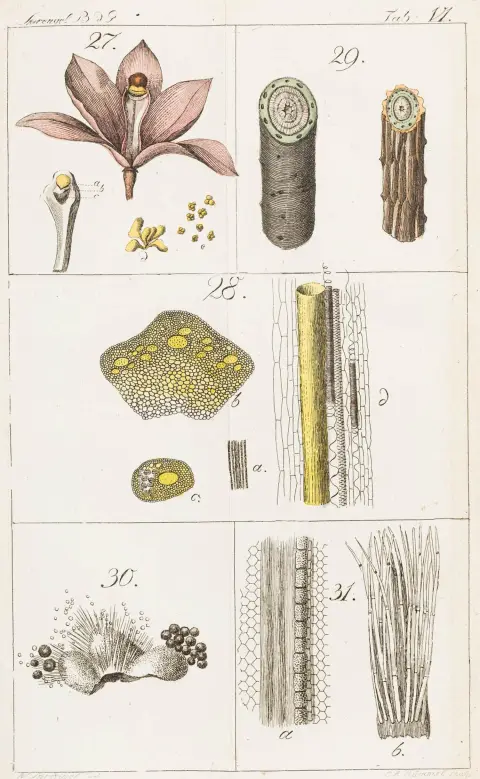 Biologi - Botanik – Sprengel, Kurt. Om planternes bygning og natur. Med 14 delvist kolorerede foldbare kobberstik. Halle, Kümmel, 1812