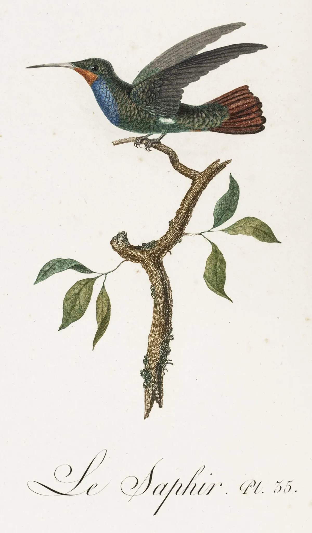 生物学 - 动物学 – Audebert, J. B. & L. P. Vieillot. 金色或金属光泽的鸟类。第1卷：蜂鸟、…的自然史与通论