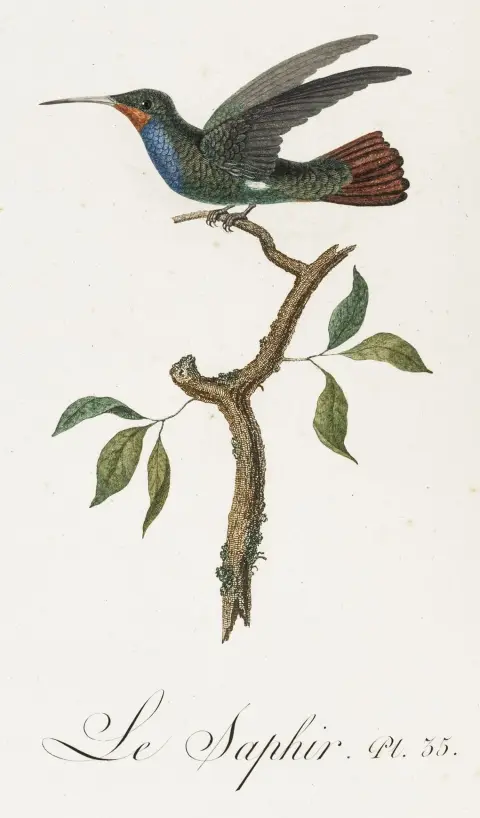 Biologi - Zoologi – Audebert, J. B. & L. P. Vieillot. Oiseaux dorés ou à reflets métalliques. Vol. 1: Histoire naturelle et générale des…