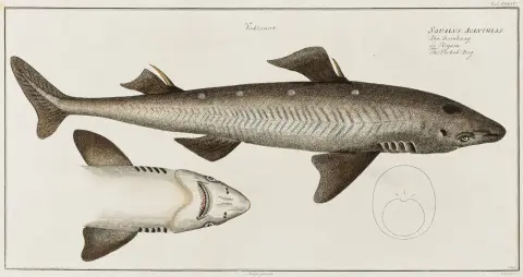 Biologi - Zoologi – Bloch, Marcus Elieser. Allgemeine Naturgeschichte der Fische. Deraf 5 gammelkolorerede kobberstik af Ludwig Schmidt…