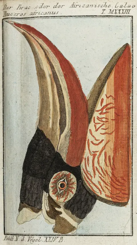 Biologi - Zoologi – Buffon, George-Louis Leclerc de. Naturgeschichte der Vögel. 27 bind (alt udgivet under dette imprint). Med…