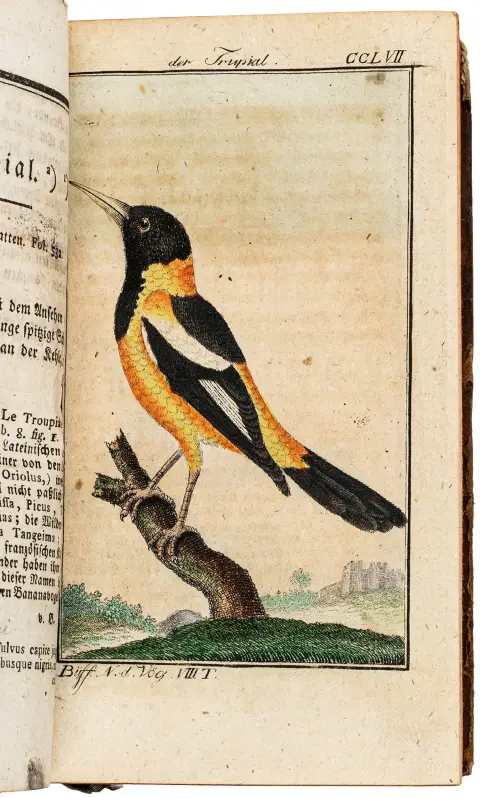 Biologi - Zoologi – Buffon, George-Louis Leclerc de. Naturgeschichte der Vögel. Ottende bind. Med 47 kolorerede kobberstik. Brno,…