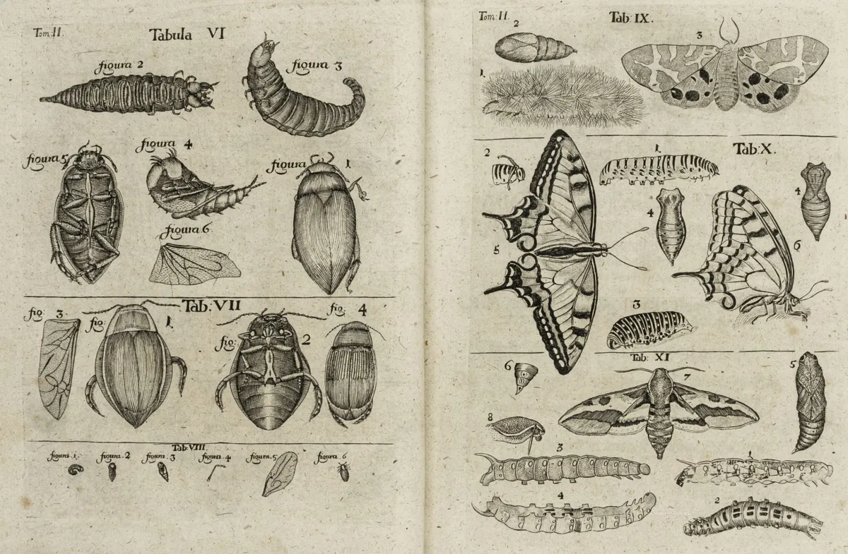 生物学 - 动物学 – Frisch, Johann Leonhard. 德国各类昆虫记述，附各类有用注释…