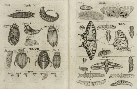 Biologi - Zoologi – Frisch, Johann Leonhard. Beskrivelse af alle slags insekter i Tyskland, med forskellige nyttige bemærkninger…