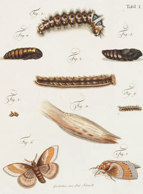 Biologi - Zoologi – Hennert, Carl Wilhelm. Om larveæd og vindfald i de kongelige preussiske skove i årene 1791 til 1794.…