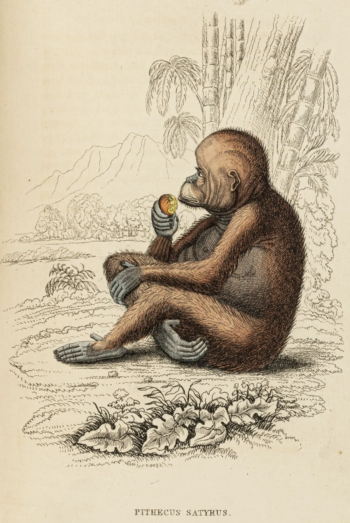 生物学 - 动物学 – Jardine, William. Naturgeschichtliches Cabinet des Thierreiches. 该系列9卷合集。附雕刻...