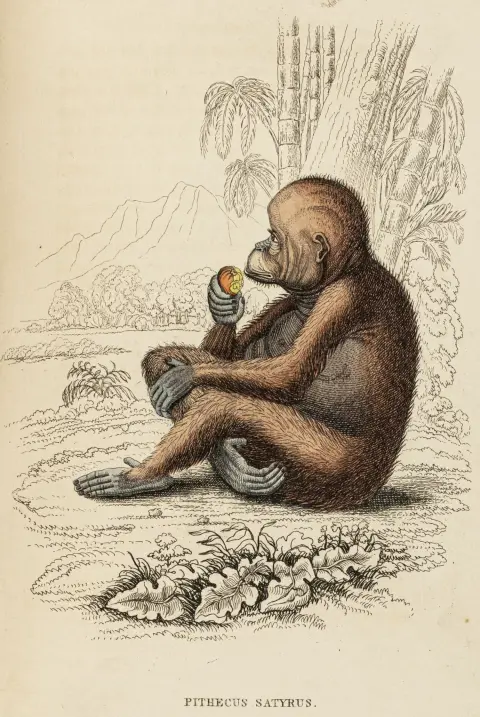 Biologi - Zoologi – Jardine, William. Naturhistorisk kabinett over dyreriket. Samling av 9 bind av serien. Med stukkede…