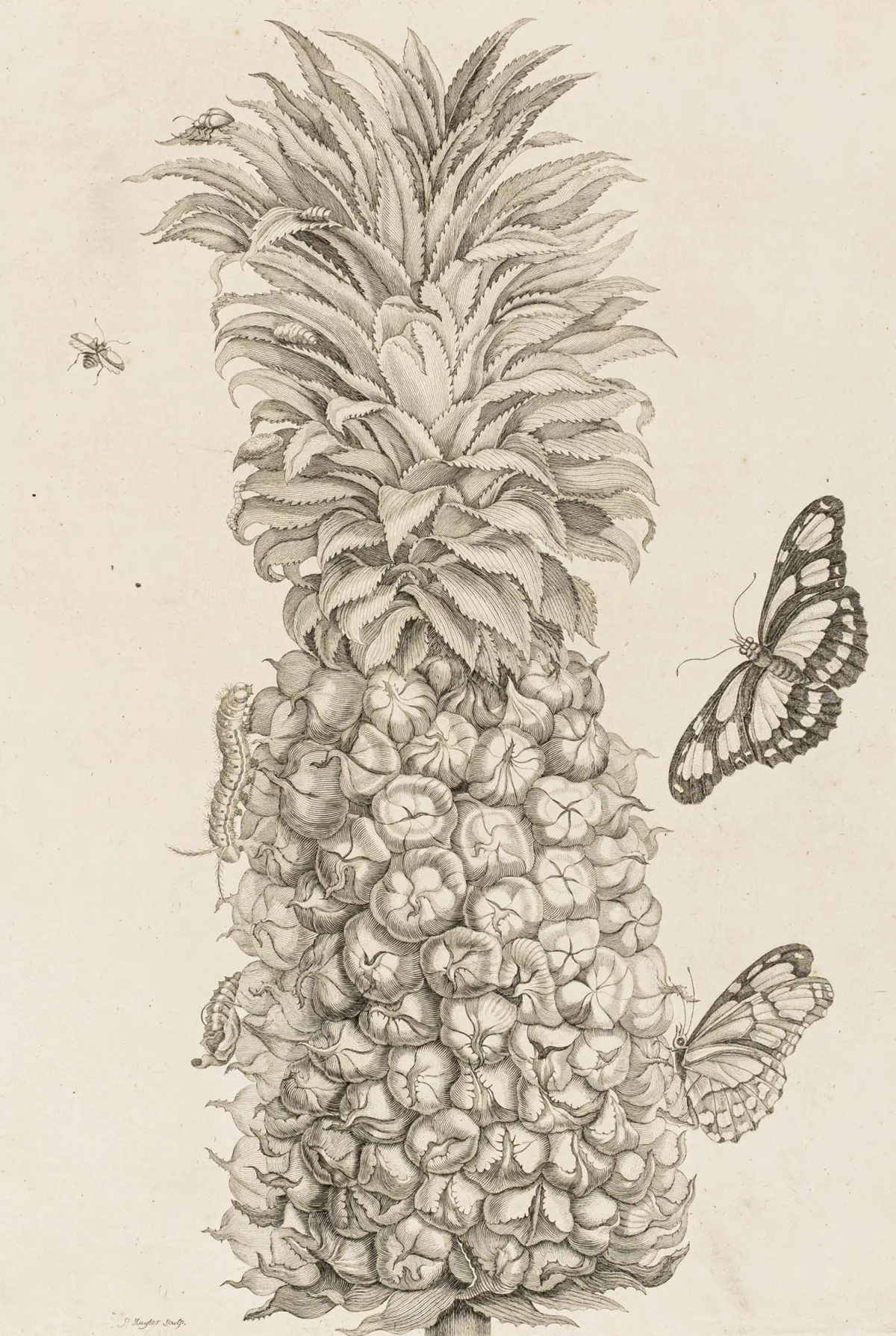 Biologie - Zoologie – Merian, Maria Sibylla. Sbírka 30 tabulí z díla: Histoire générale des insectes de Surinam