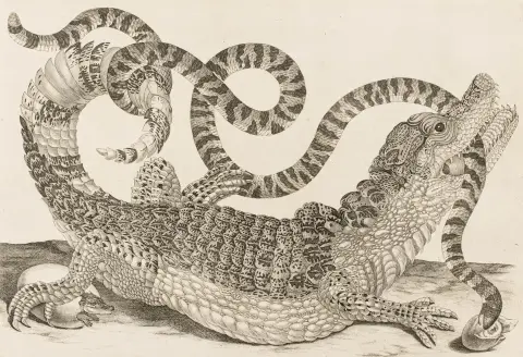 Genoptryk af udgaven Amsterdam sandsynligvis omkring 1730. Bladstørrelse: 35,5 x 52 cm. Samling af 8 zoologiske kobberstik med pragtfulde…