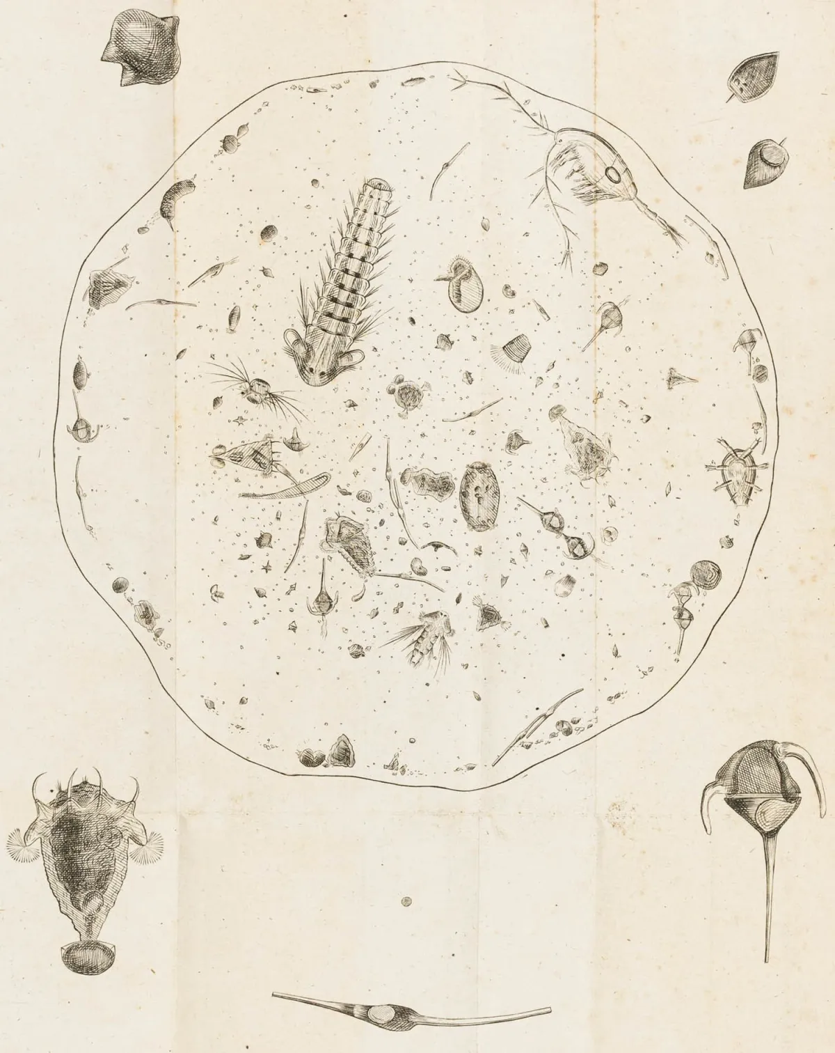生物学 - 动物学 – Michaelis, Gustav Adolph. 根据自身观察论波罗的海的发光现象，兼及关于…