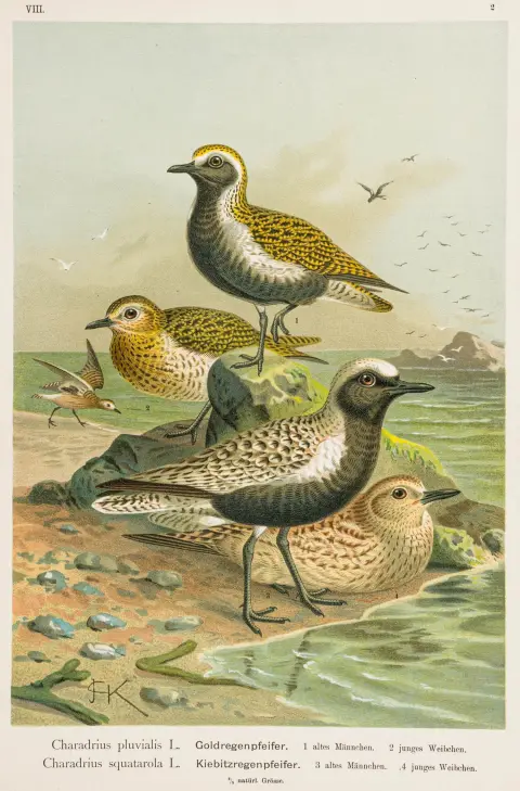 Biologi - Zoologi – Naumann, Johann Andreas. Naturhistorie for fuglene i Centraleuropa. 12 bind.