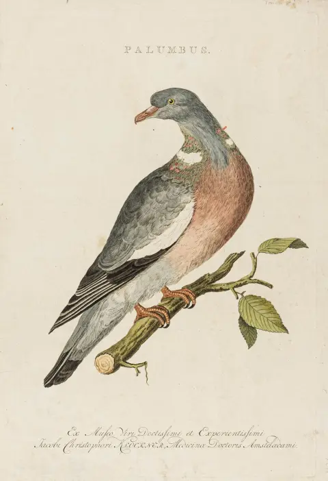 Jan Christ. Sepp und Sohn, 1770-1829. Bladmål: 44 x 30,5 cm. Følgende kobberstik foreligger: Palumbus; Ardeola; Oenas, Vinago, Livia;…