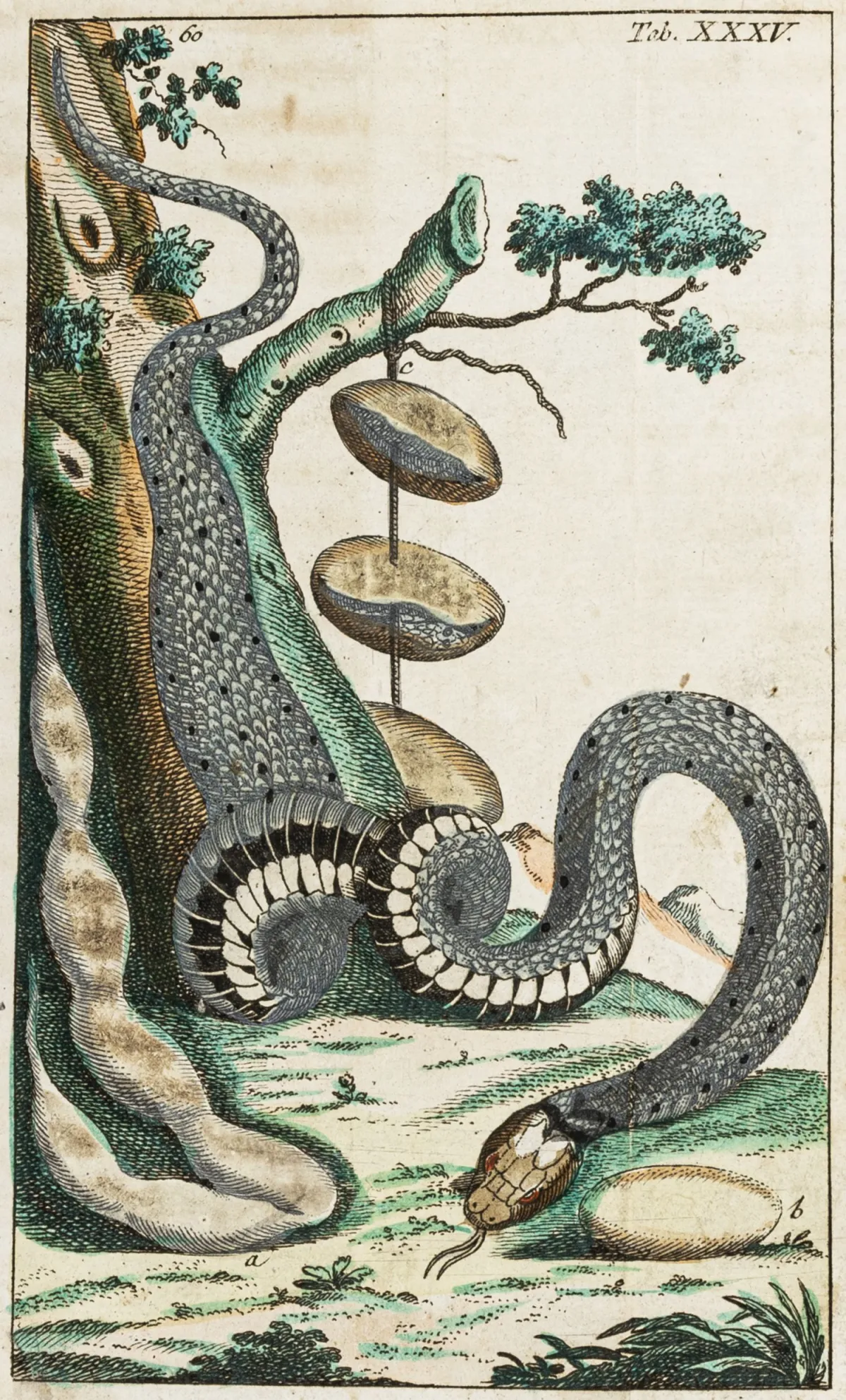 生物学 - 动物学 – Wilhelm, Gottlieb Tobias。自然史漫谈。两栖动物。含铜版画扉页和40…