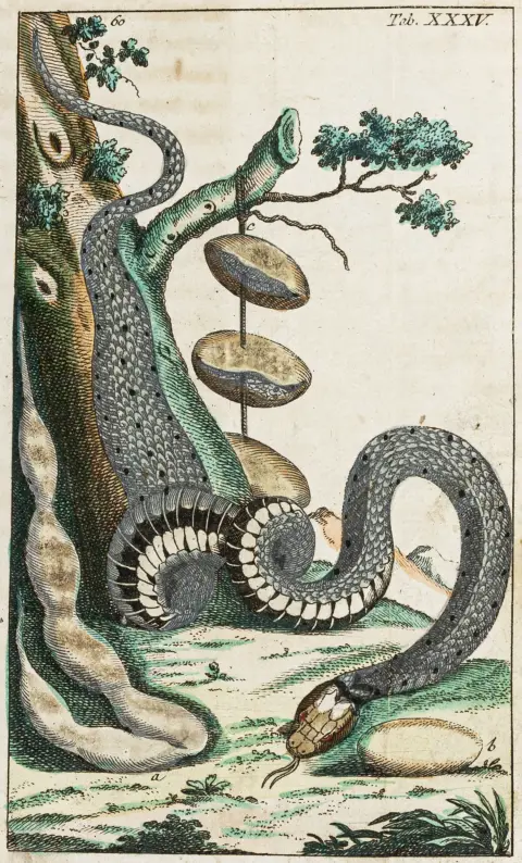 Biologi - Zoologi – Wilhelm, Gottlieb Tobias. Samtaler om naturhistorien. Amfibierne. Med kobberstukket titel og 40…