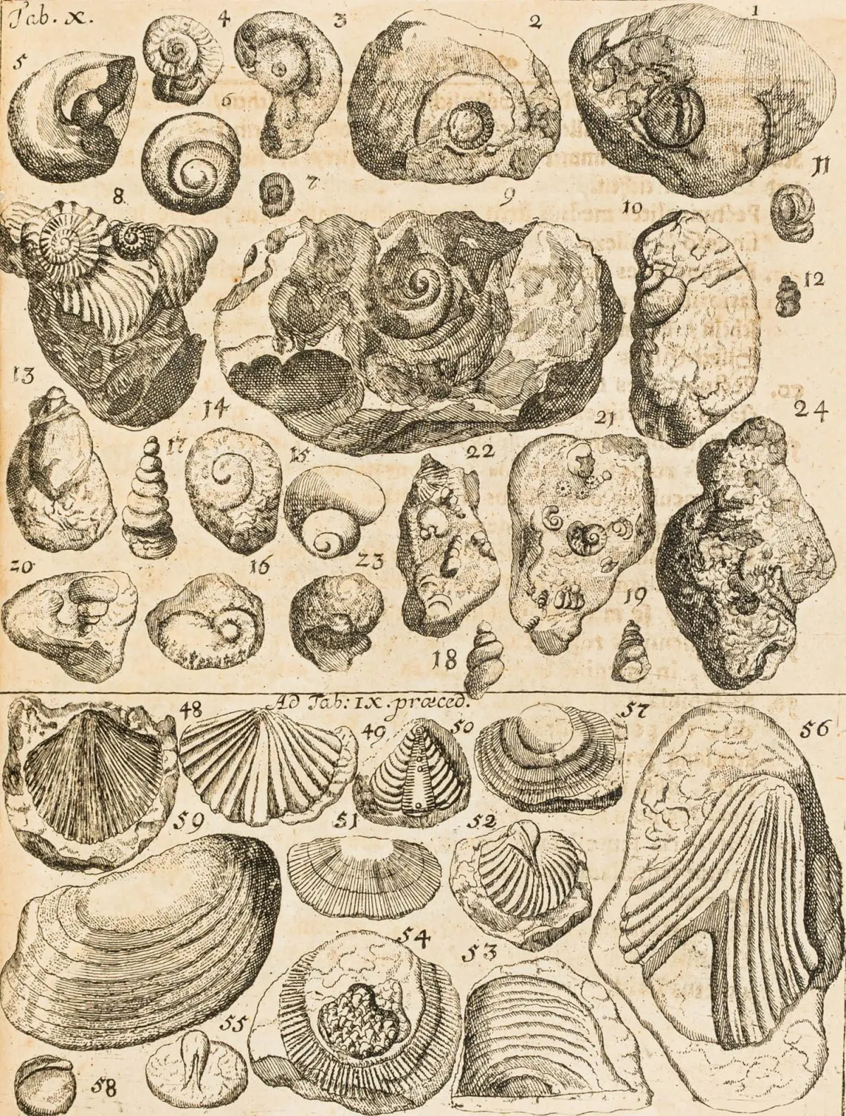 地质学 – Hermann, Leonhard David. Maslographia 或西里西亚 Massel 的描述……及其部分值得一看之处……