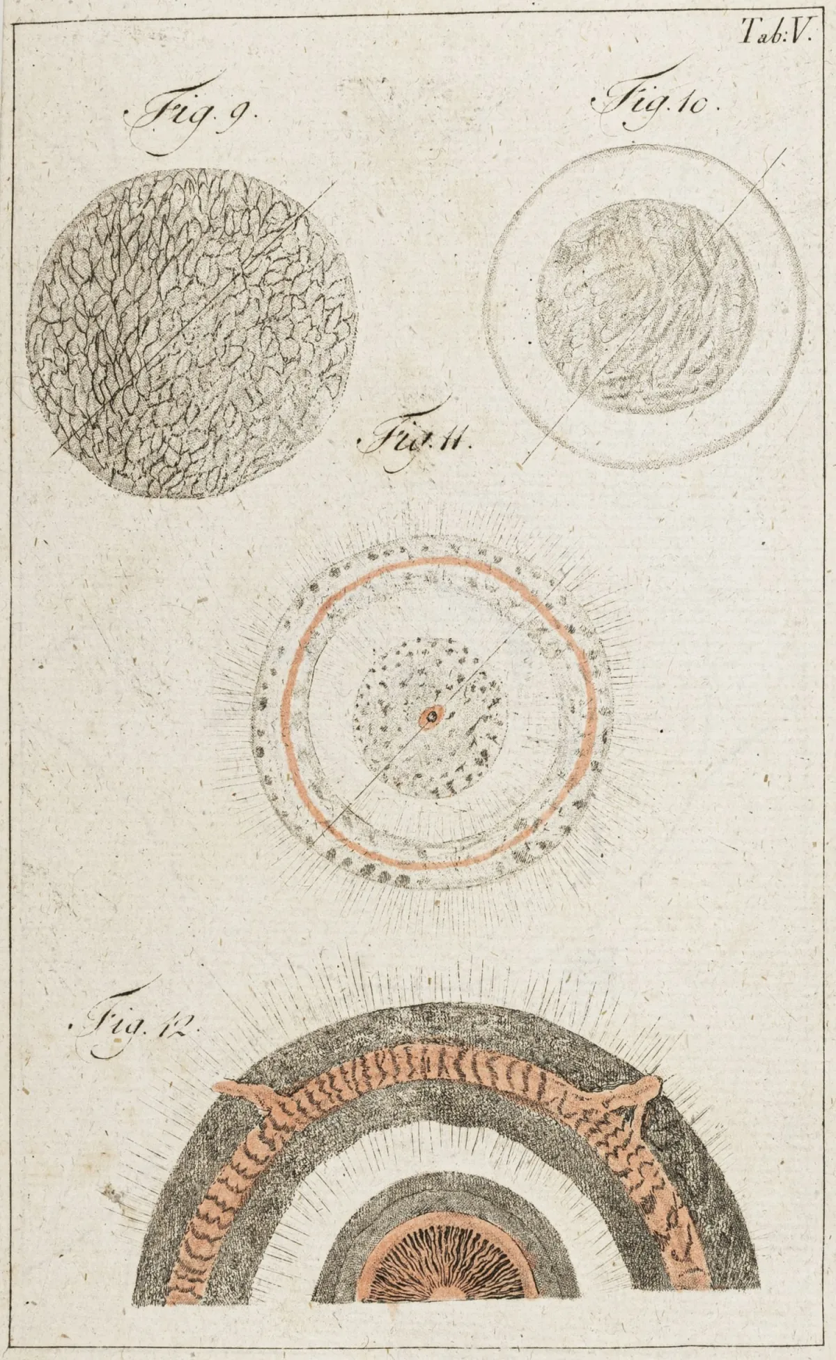 催眠术。或相互作用体系、动物磁性的理论及应用，作为维护人类的一般医术