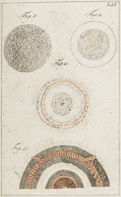 Medicin – Mesmer, Friedrich Anton. Mesmerisme. Eller systemet for vekselvirkninger, teori og anvendelse af animalsk magnetisme som…