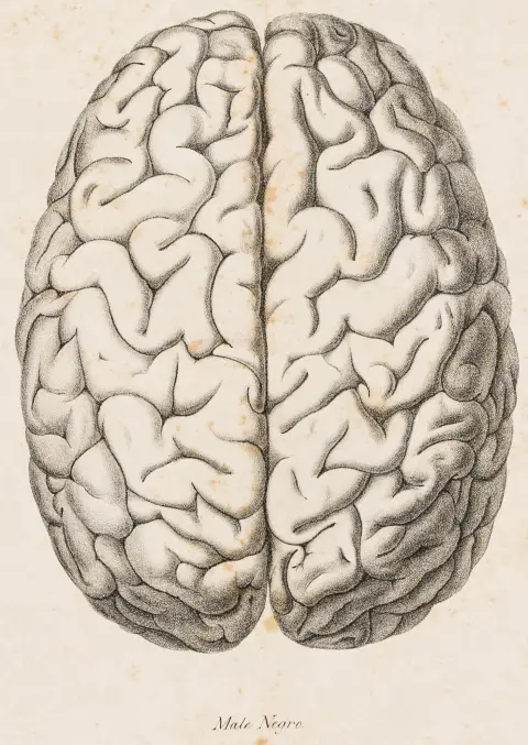 Medicin - Neurologi – Tiedemann, Friedrich. Om den negers hjerne sammenlignet med den europæeres og orangutangens. Med 6…