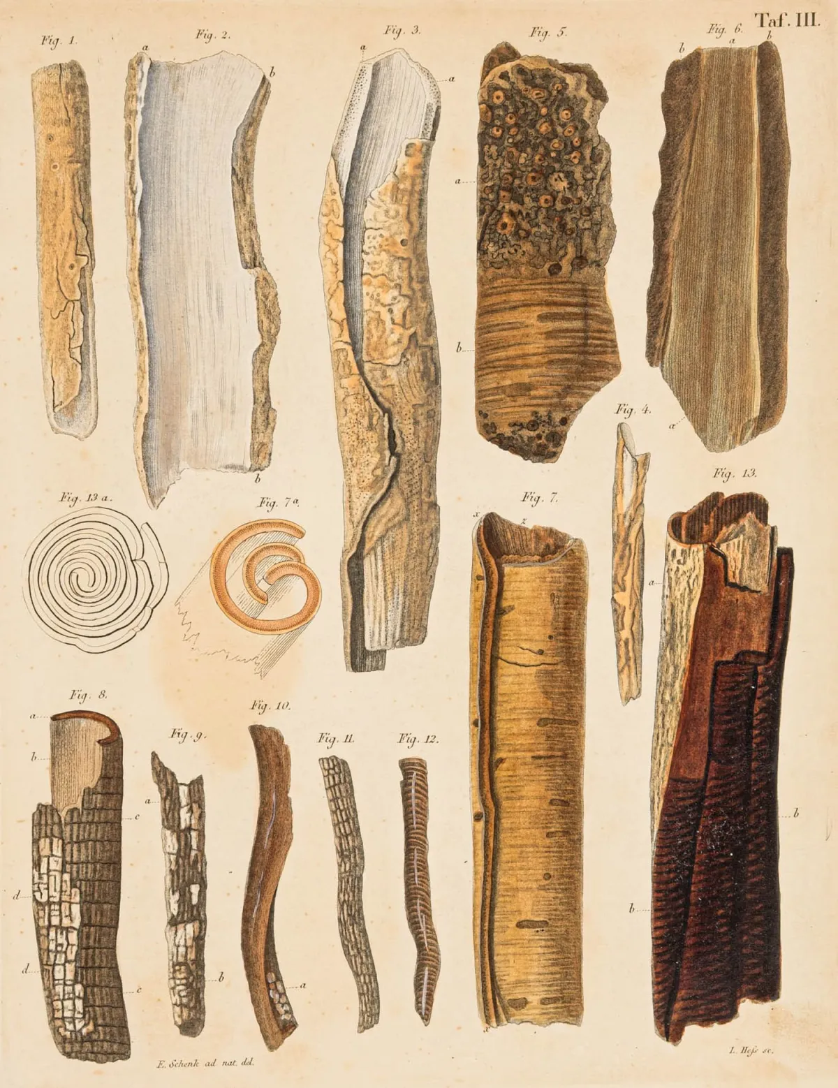 医学 - 药学 – Goebel, Friedemann 与 Gustav Kunze。Pharmaceutische Waarenkunde，附按自然写生的彩色铜版画…