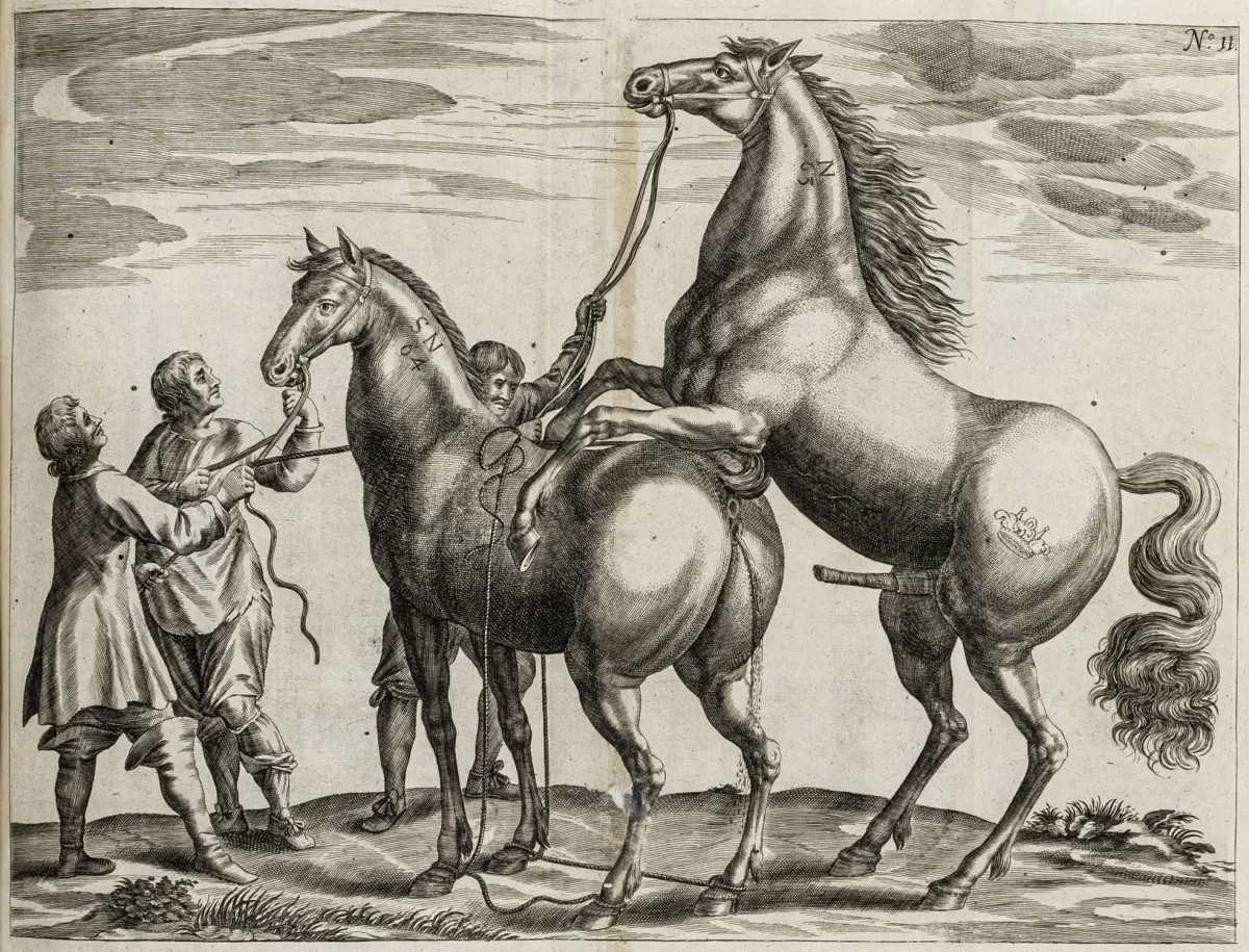 Cai – Winter von Adlersflügel, Georg Simon. Tractatio nova de re equaria...