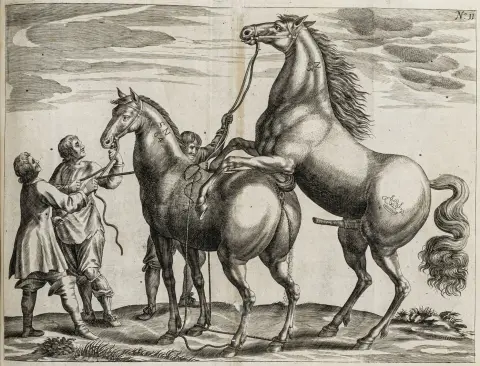 Heste – Winter von Adlersflügel, Georg Simon. Tractatio nova de re equaria, complectens partes tres. - Ny afhandling om stutteriet…