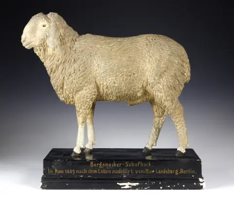 Flora og fauna – Anatomisk model af en får (Ovis). Tyskland 1889, på soklen betegnet