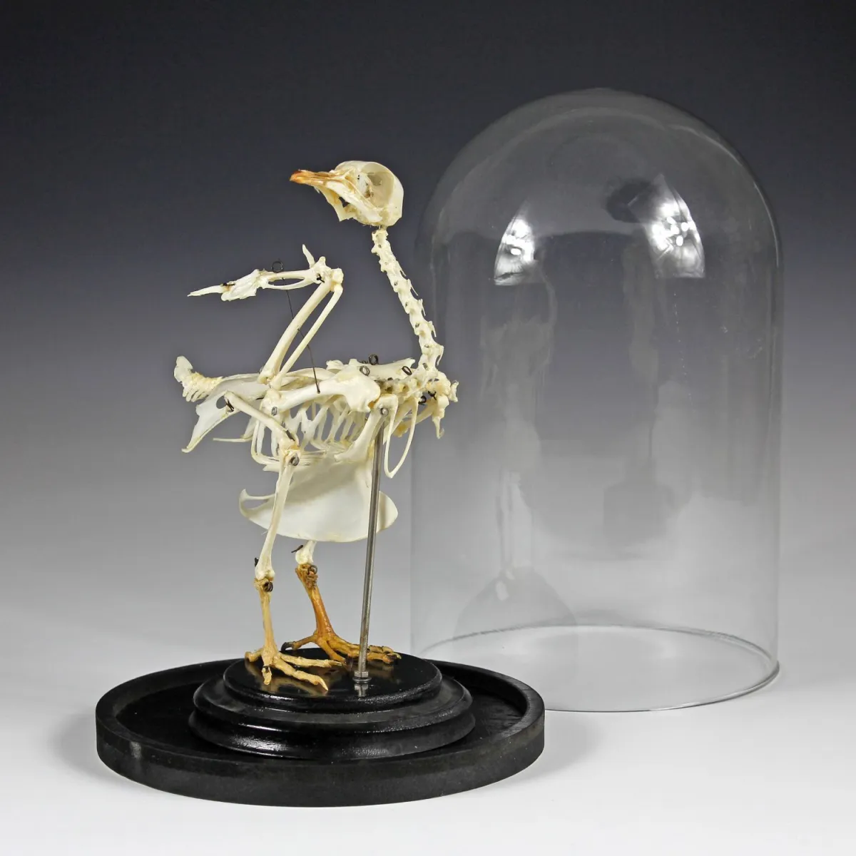 动植物 – 鸡（Gallus gallus domesticus）骨骼。德国，约1920年，教学标本，安装于木底座上，松散置于玻璃罩下……
