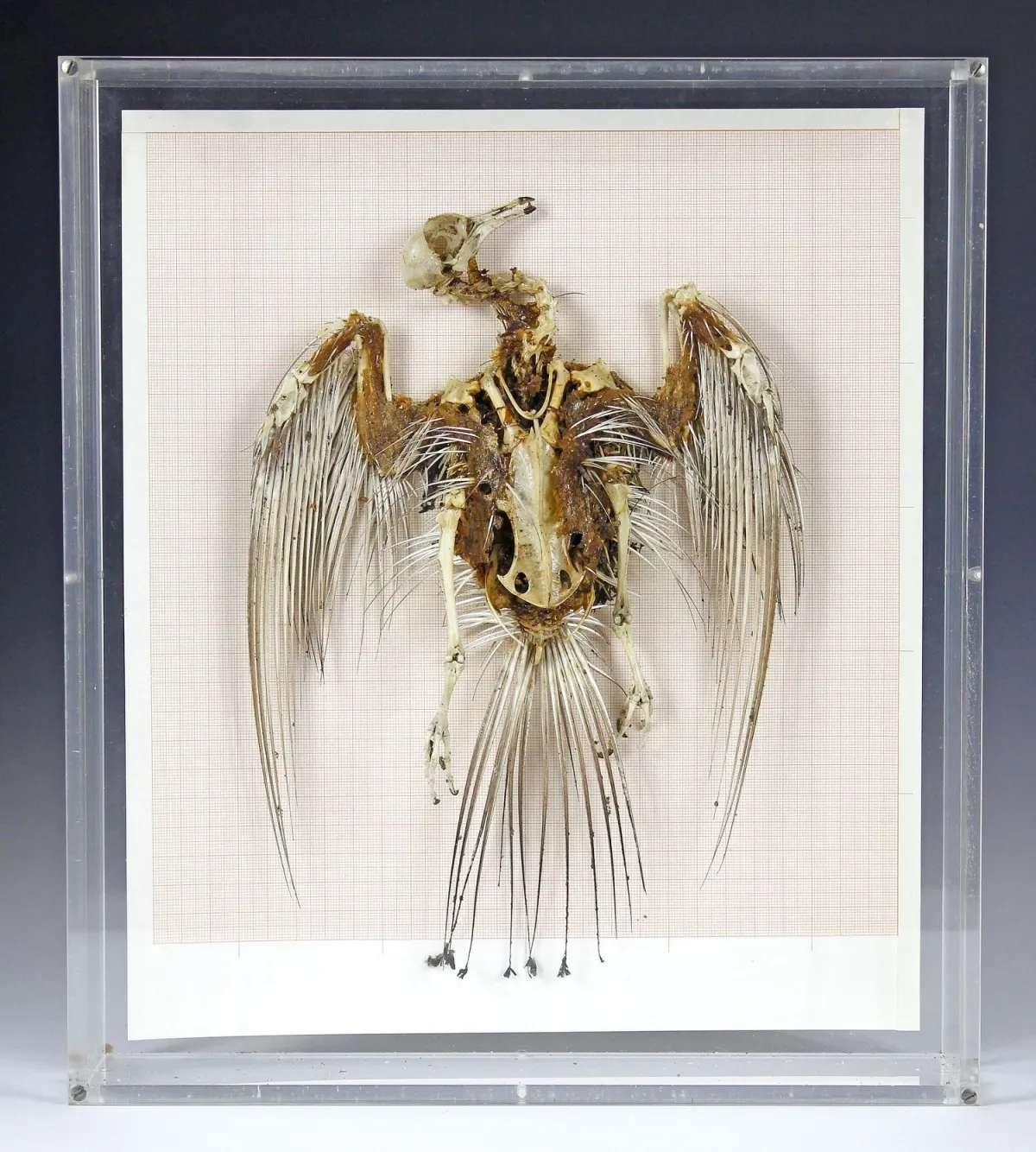 动植物 – 鸽（Columbidae）骨骼。安装于有机玻璃展示盒中。尺寸：约35 x 31厘米。