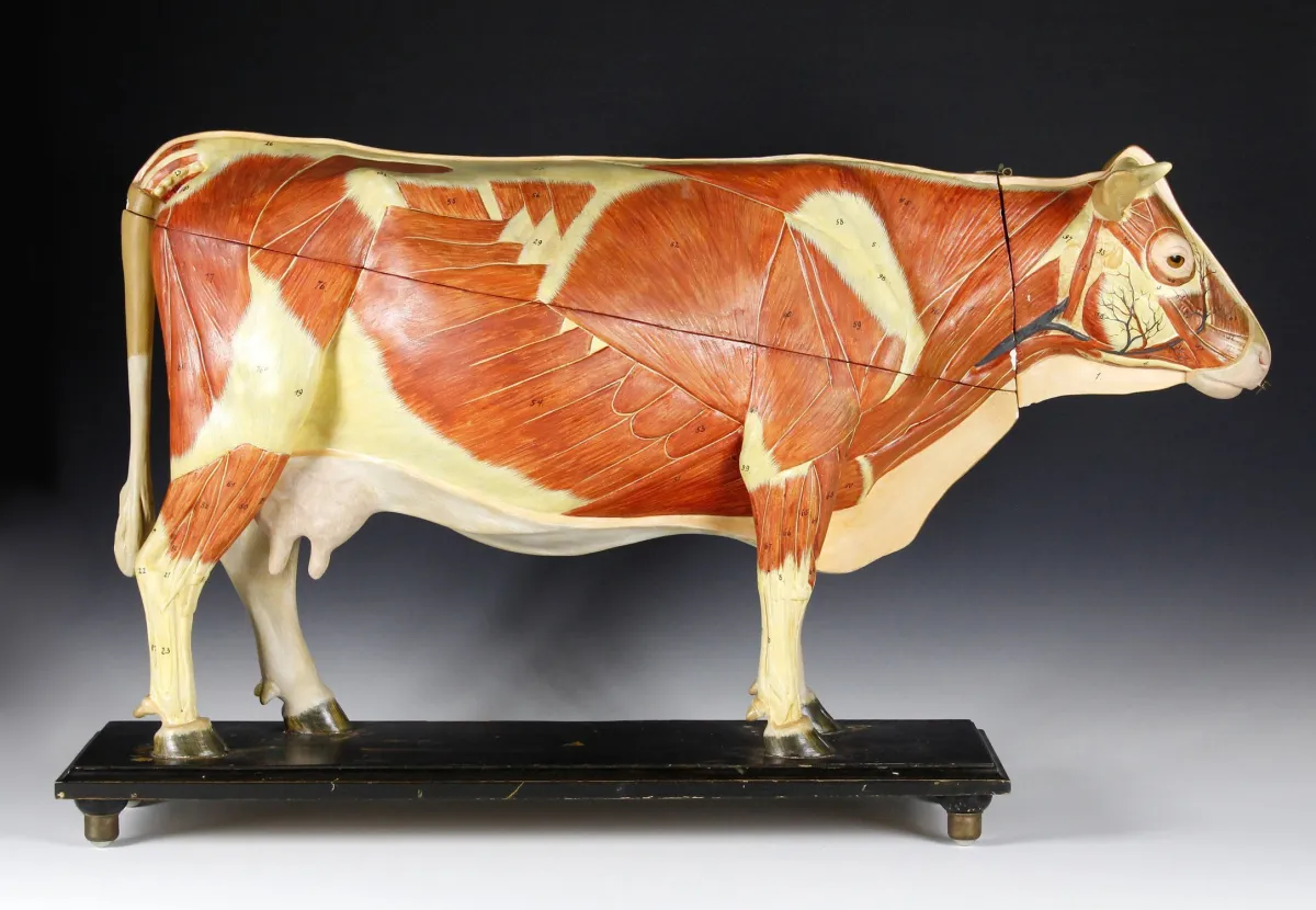 Flóra a fauna – Velký anatomický model krávy (Bubulae), Německo kolem 1900