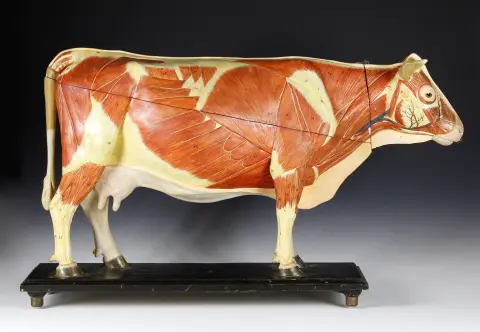 Flora og fauna – Stort anatomisk model af et kvæg (Bubulae). Tyskland, omkring 1900, papmaché, gips, metal og træ, håndmalet...