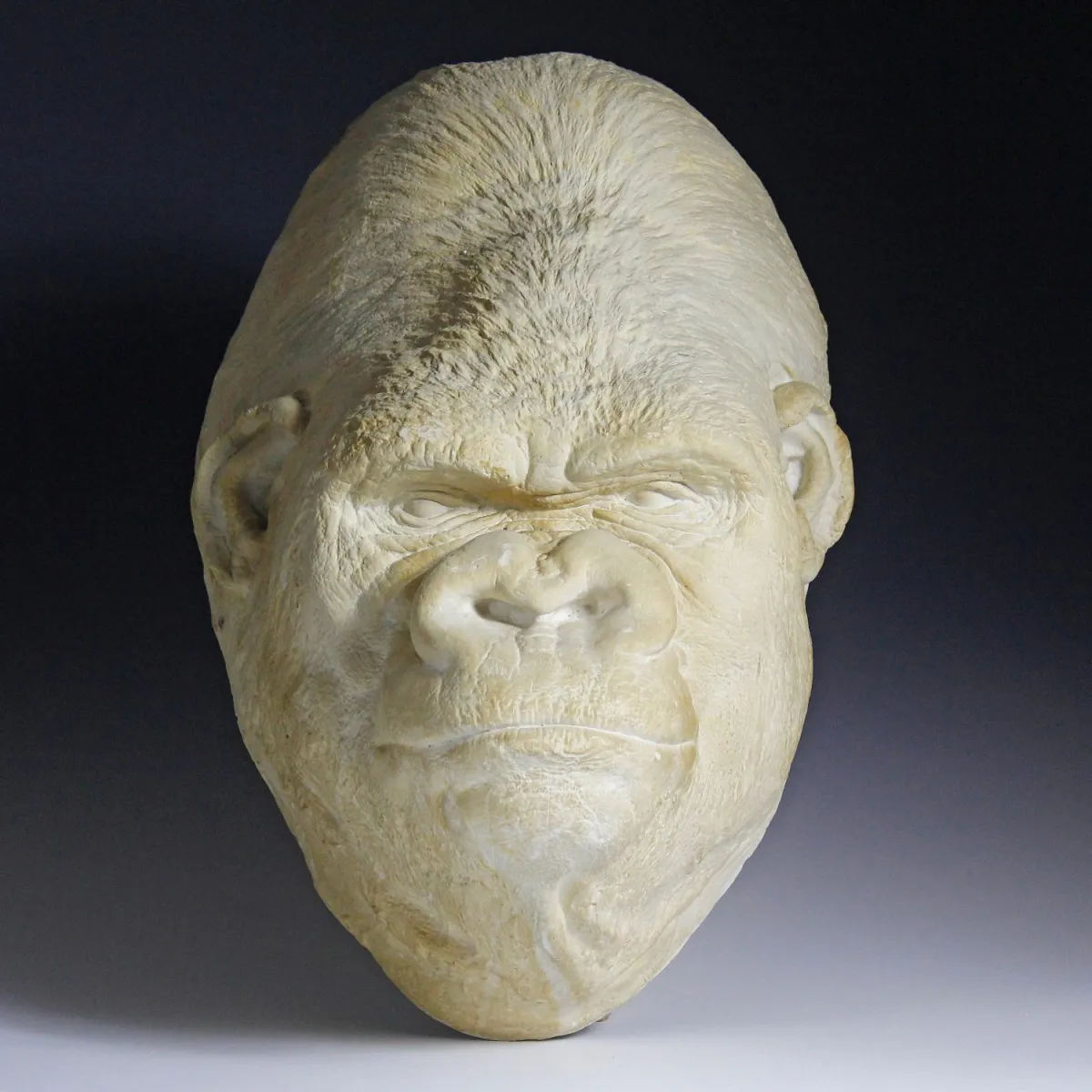 动植物 – 大猩猩"Bobby"的遗容面模。柏林，约1935年，原尺寸石膏翻模，上色，带挂钩用于…