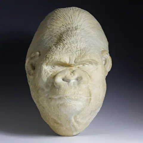 Flora og fauna – Dødsmaske af gorillaen "Bobby". Berlin, omkring 1935, gipsafstøbning i naturlig størrelse, farvet, med krog til…