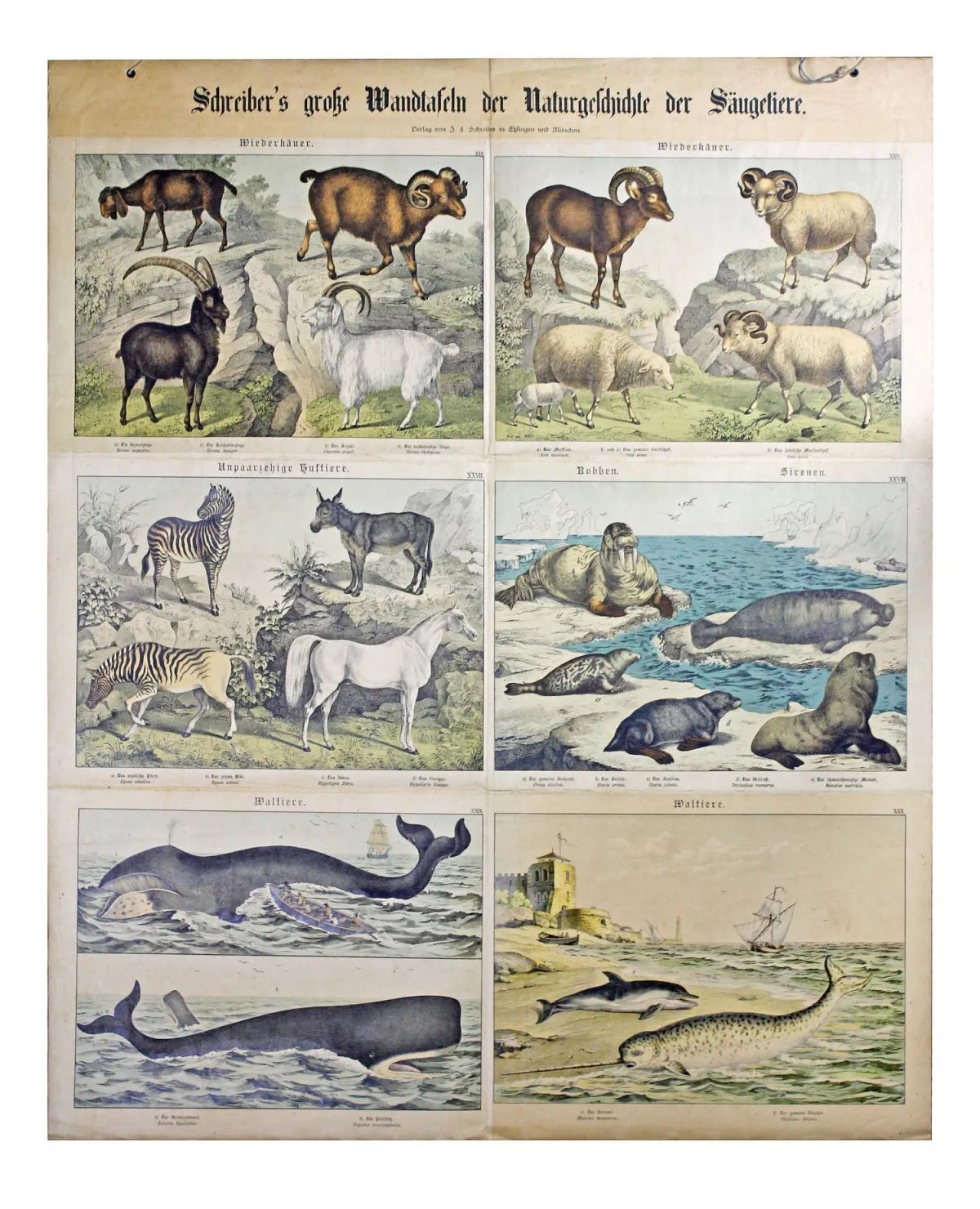 动植物 – 两幅Schreiber哺乳动物自然史挂图。埃斯林根和慕尼黑，约1880年，两幅大型彩色…
