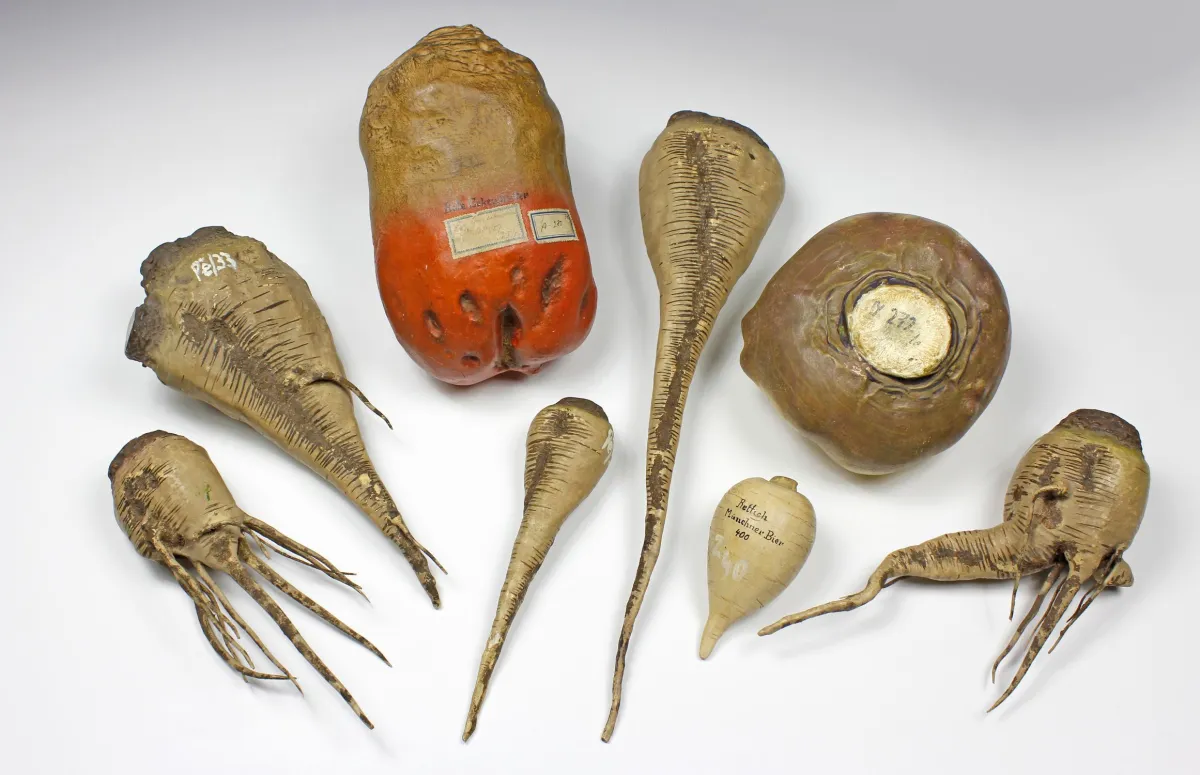 Flore & Faune – Collection pédagogique de différents navets (rapa, beta), Allemagne vers 1900