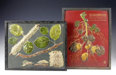 Flora & fauna – To botaniske undervisningstavler fra Deutsche Hochbildgesellschaft. München omkring 1930