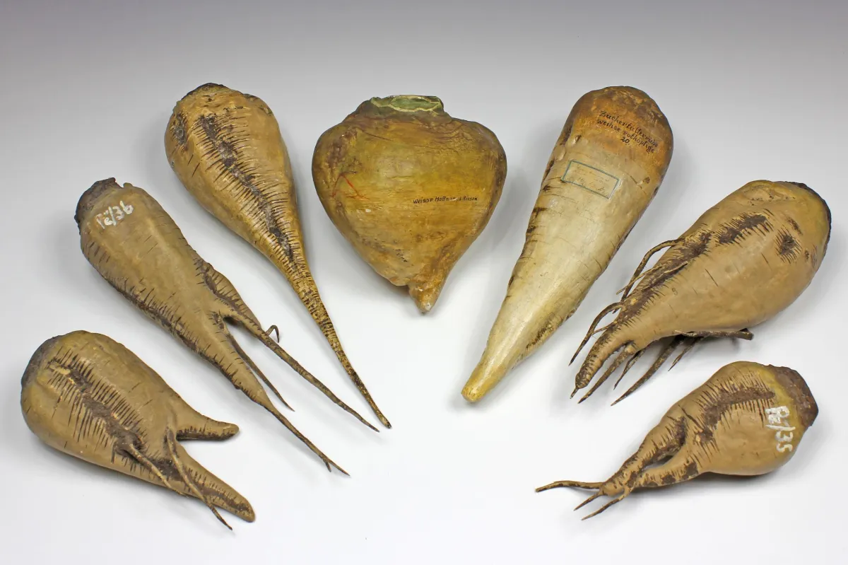 动植物 – 各种萝卜（rapa、beta）教学收藏。德国约1900年，7件模型