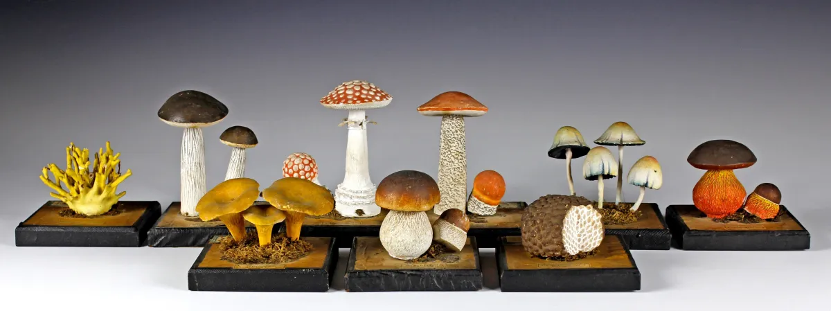 动植物 – 各种蘑菇（Fungus）教学收藏。波希米亚，约1900年，9件模型由Graber标本制作师Eduard Dressler制作，标注…