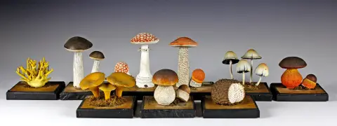 Flora og fauna – Undervisningssamling av ulike sopp (Fungus). Böhmen, rundt 1900, 9 modeller laget av Eduard Dressler, preparator i…