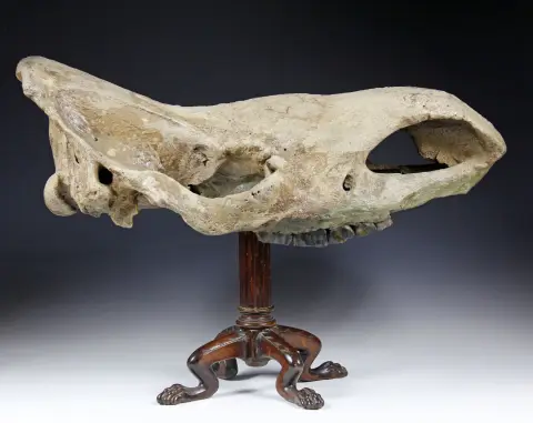 Mineraler og fossiler – Stort fossilt kranium av ullhåret neshorn. Funnet i Sibir, pleistocen. Montering på trefot. Mål uten fot: ca. 80 x 34 x 27 cm.