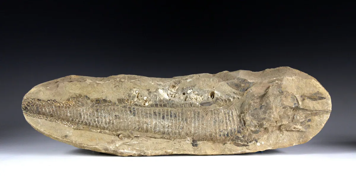 Mineralen & fossielen – Plaat met fossiele vis