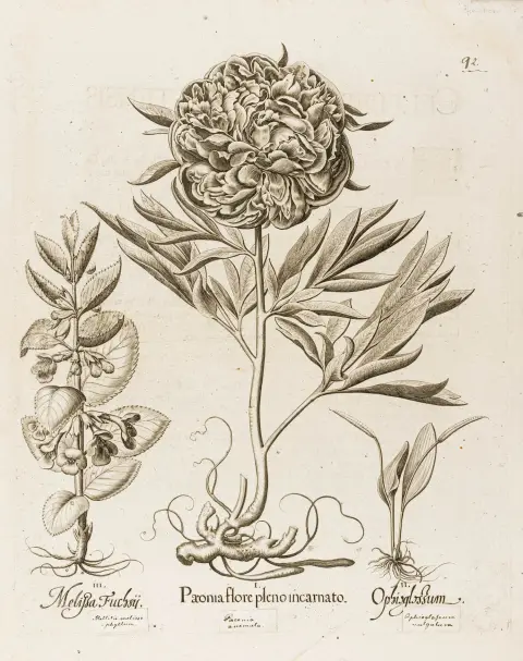 Besler, Basilius – Collezione di 50 incisioni su rame da: Hortus Eystettensis, con testo a stampa sul verso. Eichstätt e Norimberga 1613