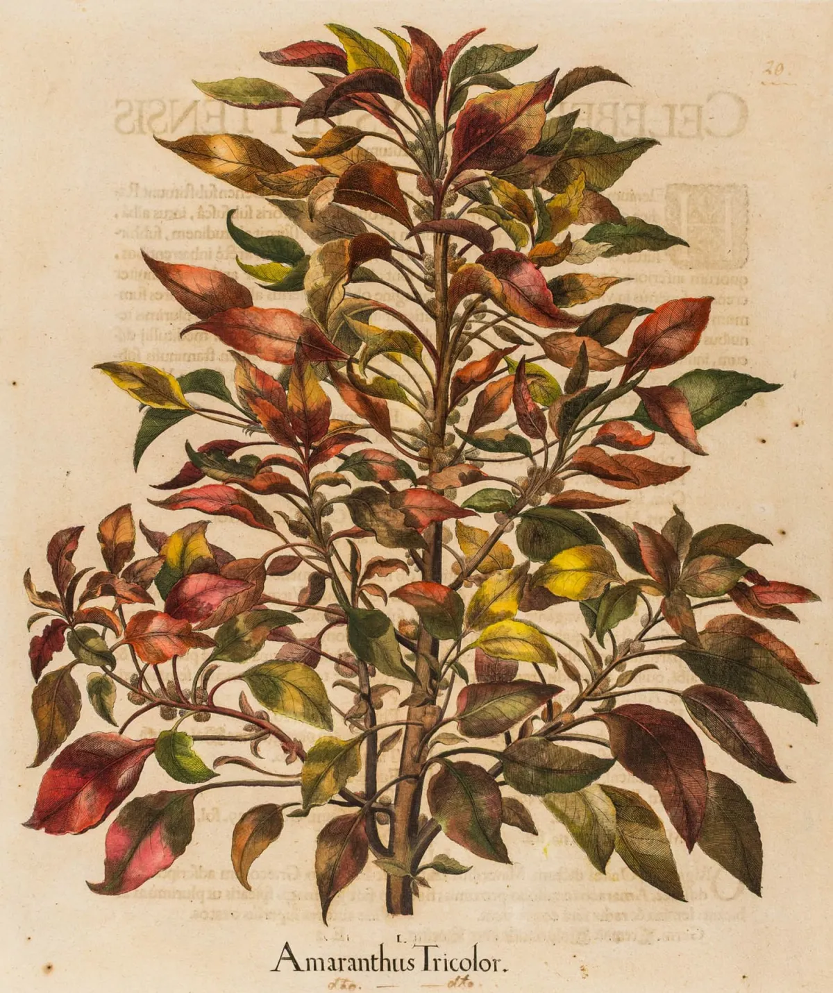 Besler, Basilius – 6幅彩色铜版画合集，出自：Hortus Eystettensis，背面带印刷文字。Eichstätt与Nürnberg 1613年。