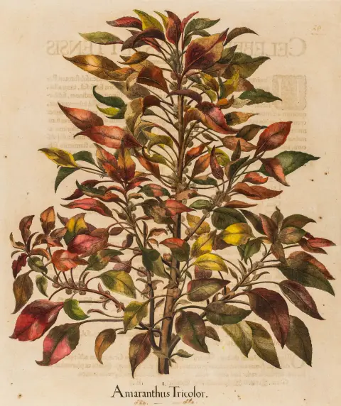 Besler, Basilius – Collezione di 6 incisioni su rame colorate da: Hortus Eystettensis, con testo a stampa sul verso. Eichstätt e Norimberga 1613