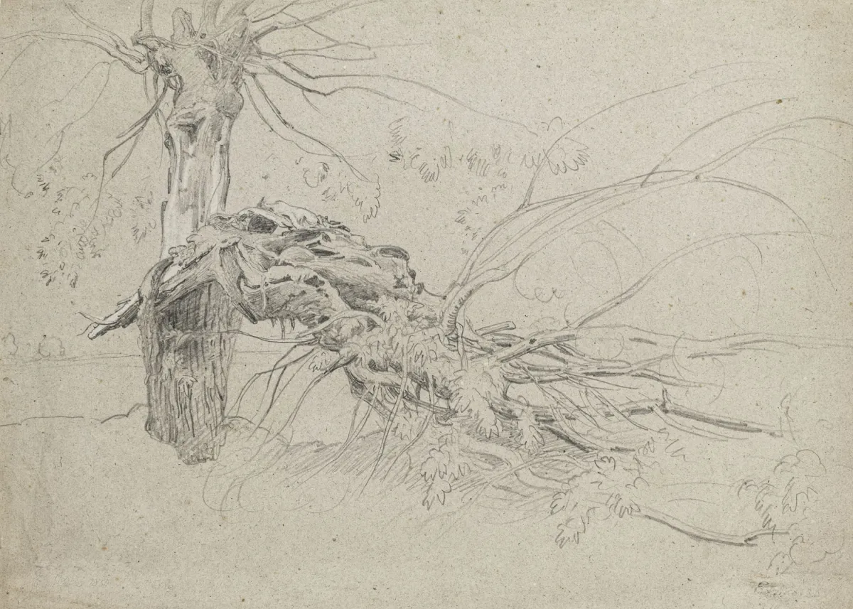 Metz, César – Alte Weide. Bleistift auf Papier.