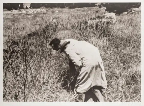 Fluxus – Beuys, Joseph. Botanischer Wahnsinn. Kaksivärinen valopainate kevyelle kartongille. Signeerattu ja numeroitu oikeassa alakulmassa…