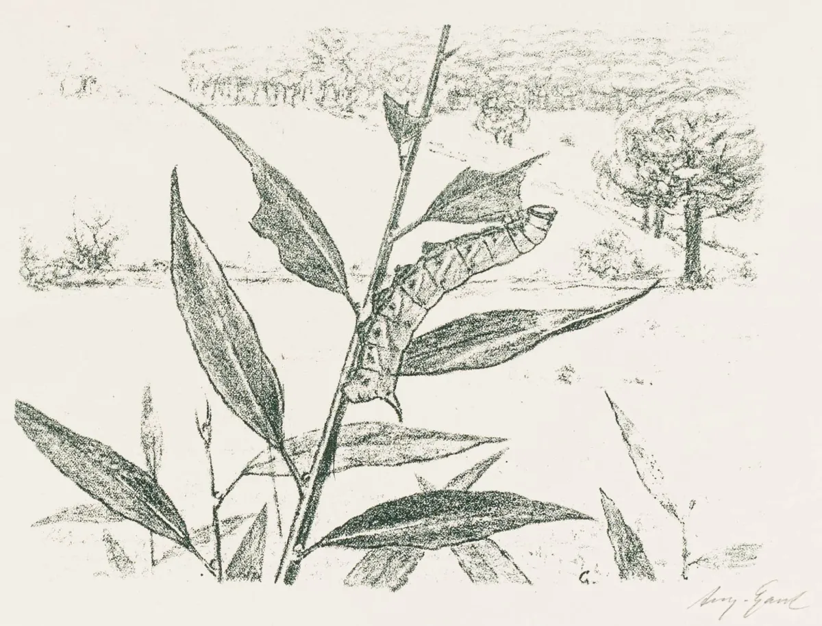Gaul, August – 4件独特动物场景版画合集。4幅石版画，米色手工纸。每幅右下铅笔签名…