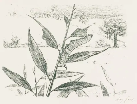Gaul, August – Collectie van 4 grafieken met unieke fauna-scènes. 4 litho's op chamoiskleurig geschept papier.