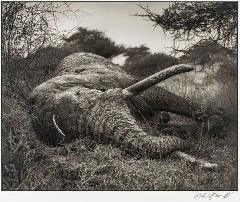 Brandt, Nick – Zonder titel. (Gedode olifant). Digitale print op papier. Gesigneerd rechtsonder met potlood. 2013.